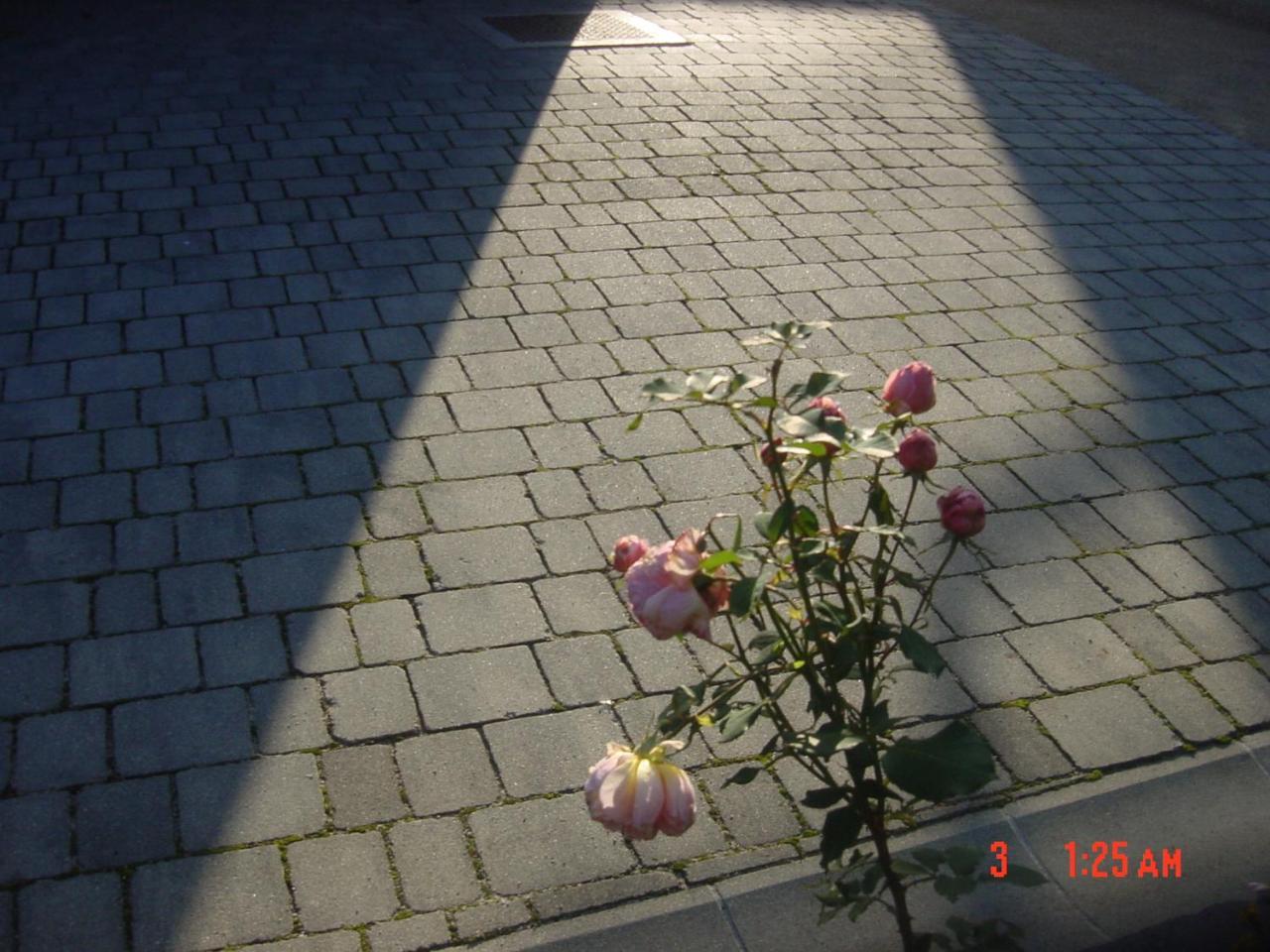 Vrdjan Cerknica